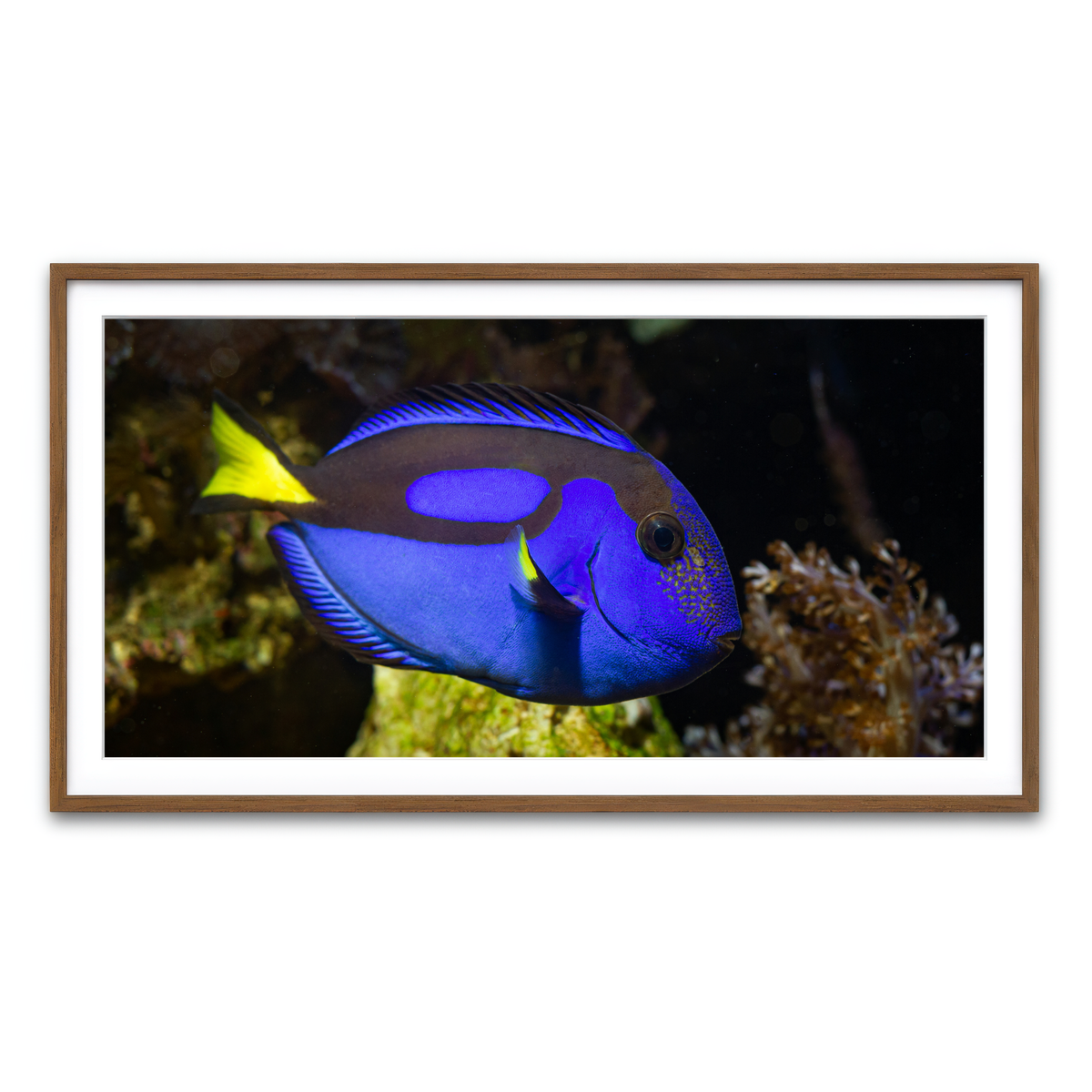 Framed Print 2x1 Walnut