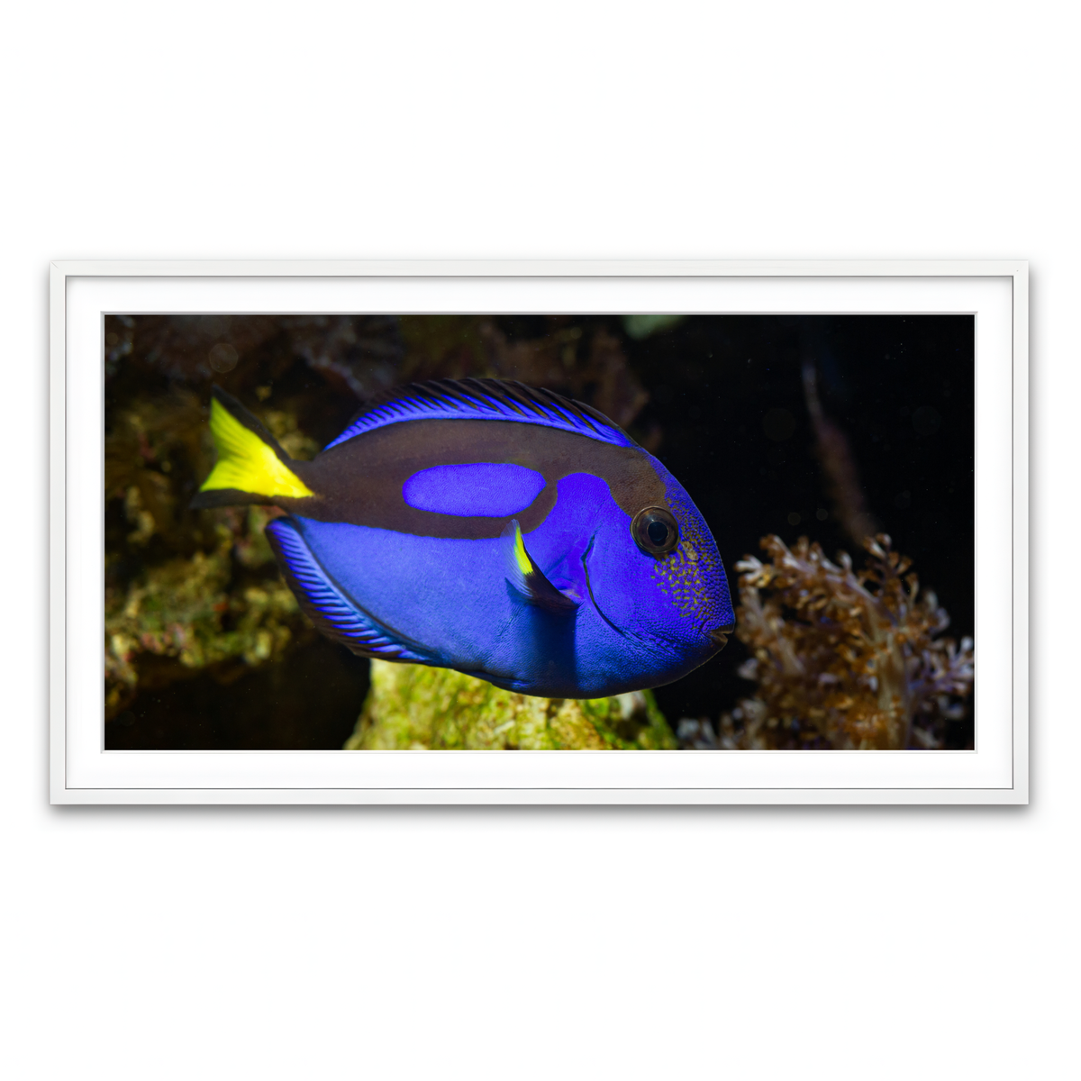 Framed Print 2x1 White