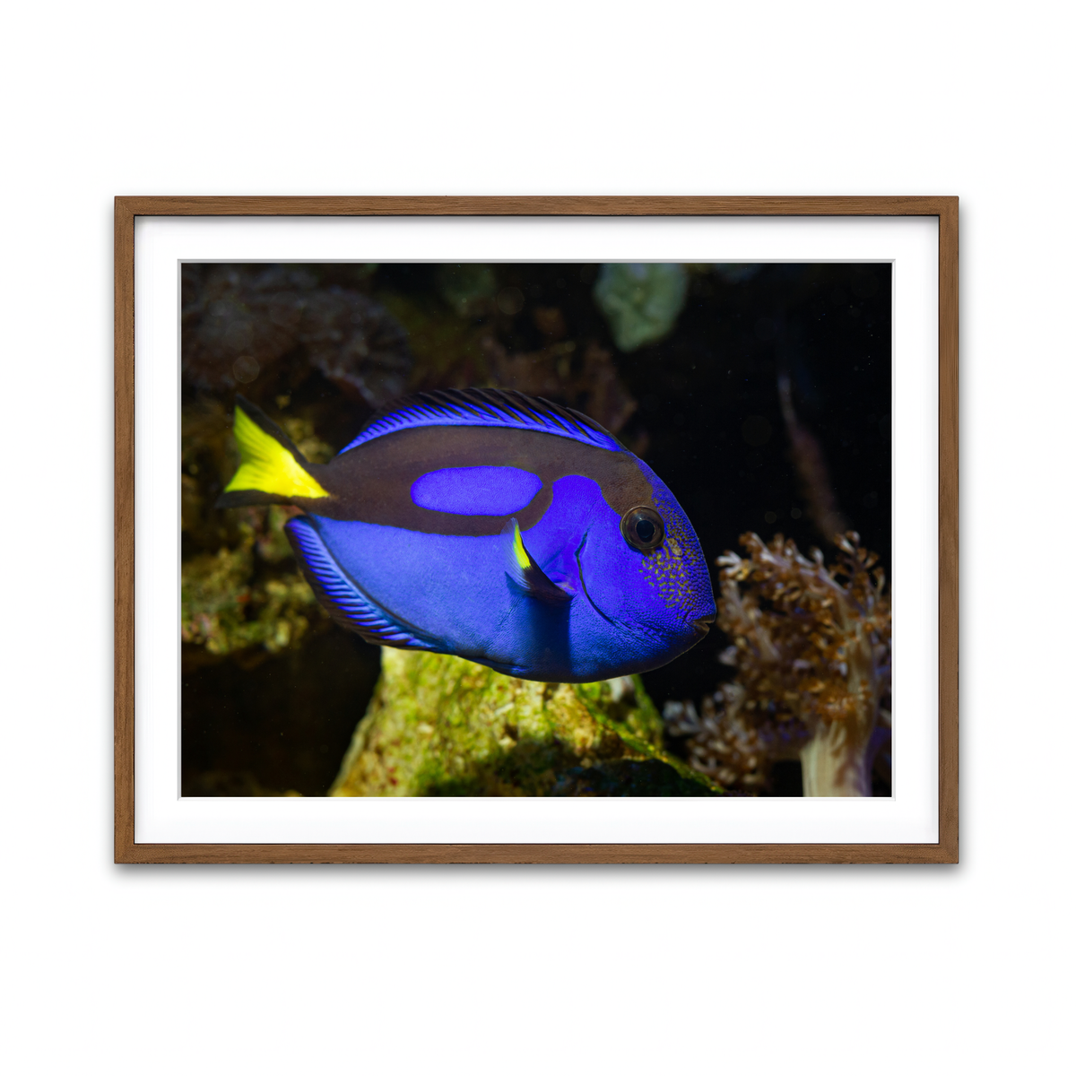 Framed Print 4x3 Walnut