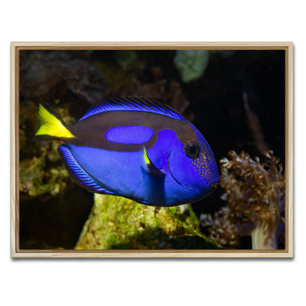 AUTO-MOCKUP WHITE | Blue Tang | 1 Piece | Natural Framed Canvas | group=4x3