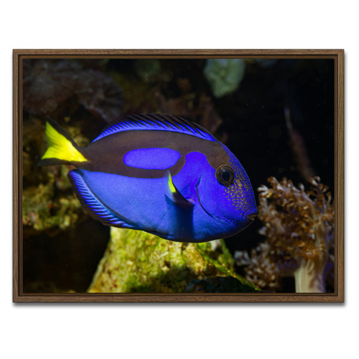AUTO-MOCKUP WHITE | Blue Tang | 1 Piece | Walnut Framed Canvas | group=4x3
