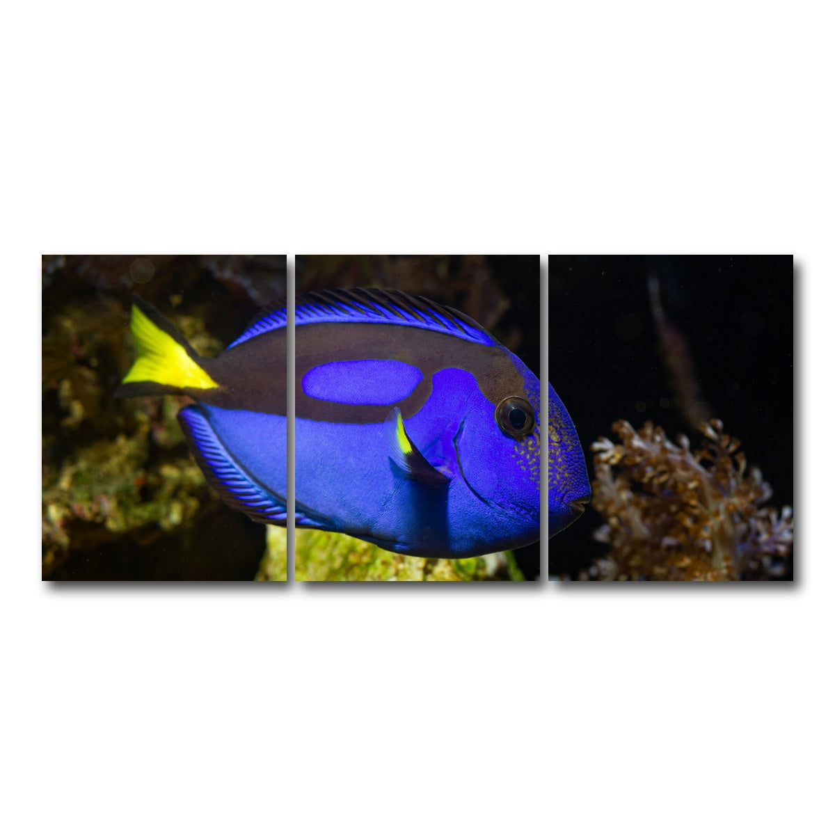 AUTO-MOCKUP WHITE | Blue Tang | 3 Piece | Gallery Wrap Canvas | group=18x24