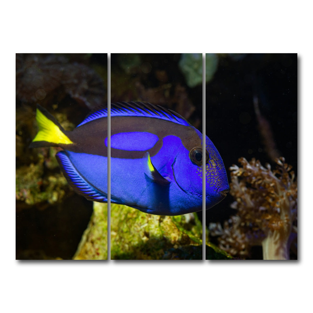 AUTO-MOCKUP WHITE | Blue Tang | 3 Piece | Gallery Wrap Canvas | group=8x18