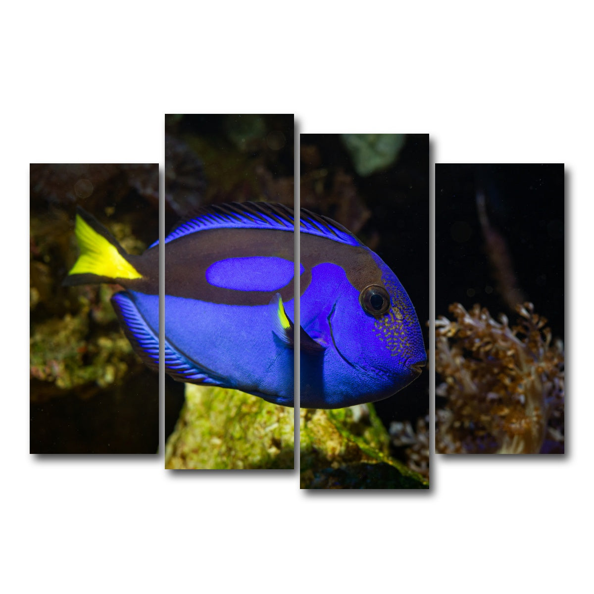 AUTO-MOCKUP WHITE | Blue Tang | 4 Piece | Gallery Wrap Canvas | group=4_normal