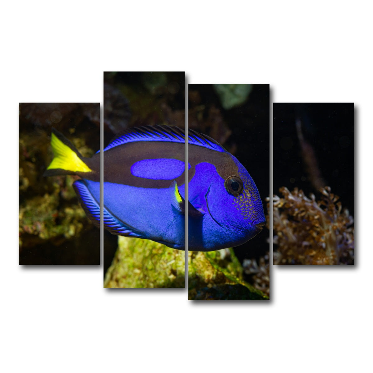 AUTO-MOCKUP WHITE | Blue Tang | 4 Piece | Gallery Wrap Canvas | group=4_short