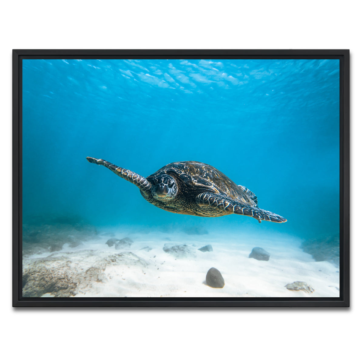 AUTO-MOCKUP WHITE | Blue Turtle | 1 Piece | Black Framed Canvas | group=4x3