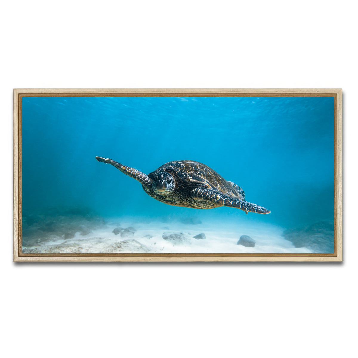 AUTO-MOCKUP WHITE | Blue Turtle | 1 Piece | Natural Framed Canvas | group=2x1