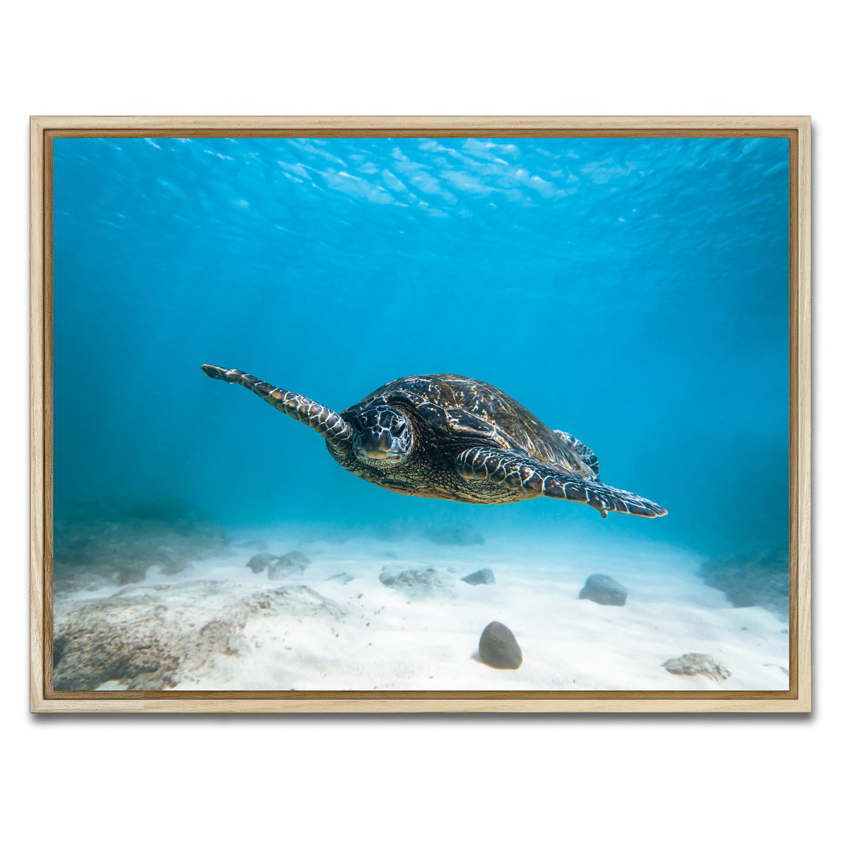 AUTO-MOCKUP WHITE | Blue Turtle | 1 Piece | Natural Framed Canvas | group=4x3