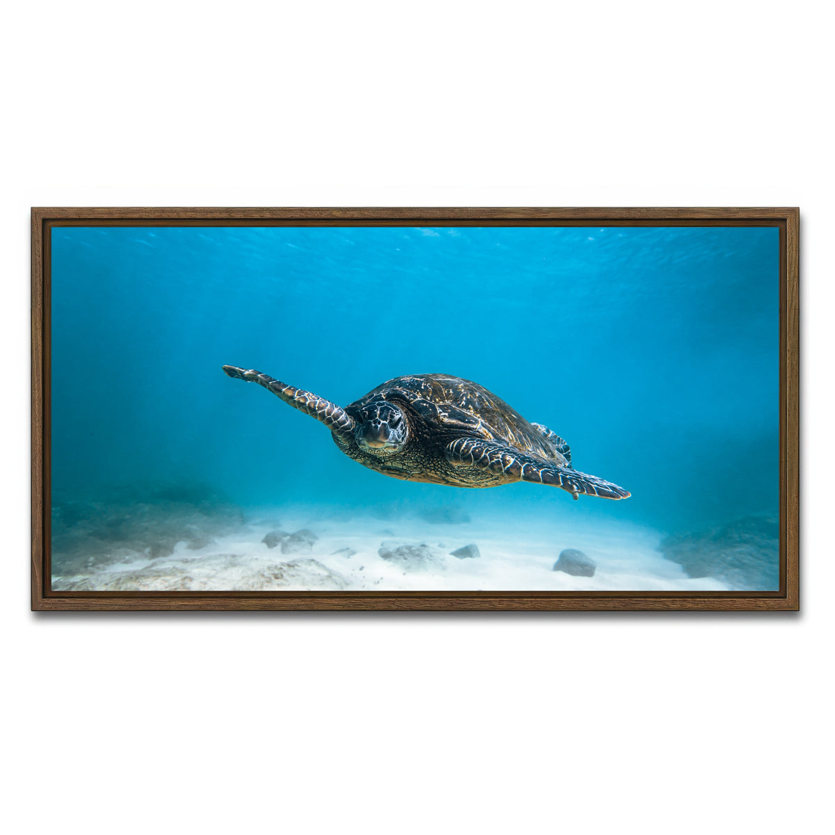 AUTO-MOCKUP WHITE | Blue Turtle | 1 Piece | Walnut Framed Canvas | group=2x1
