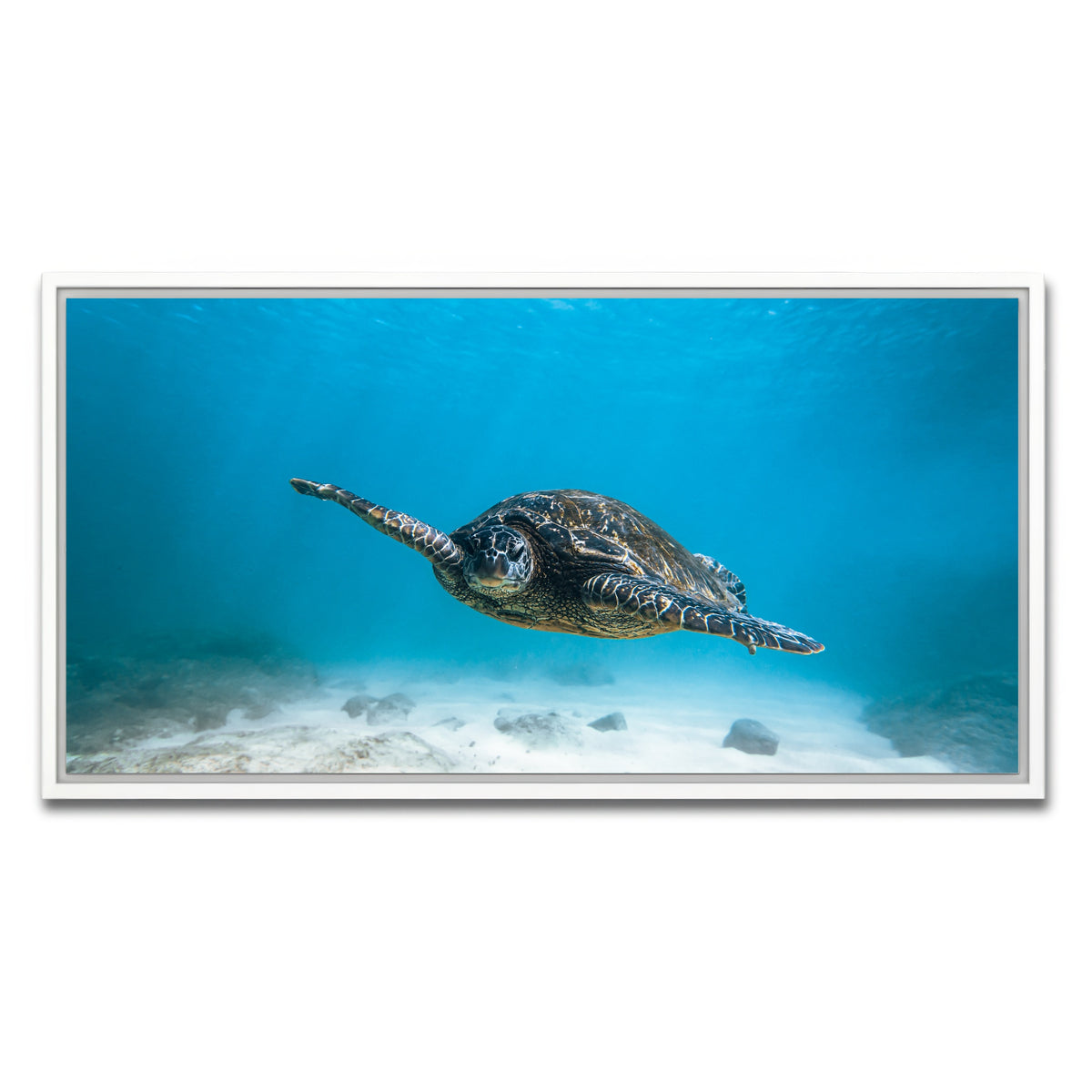 AUTO-MOCKUP WHITE | Blue Turtle | 1 Piece | White Framed Canvas | group=2x1