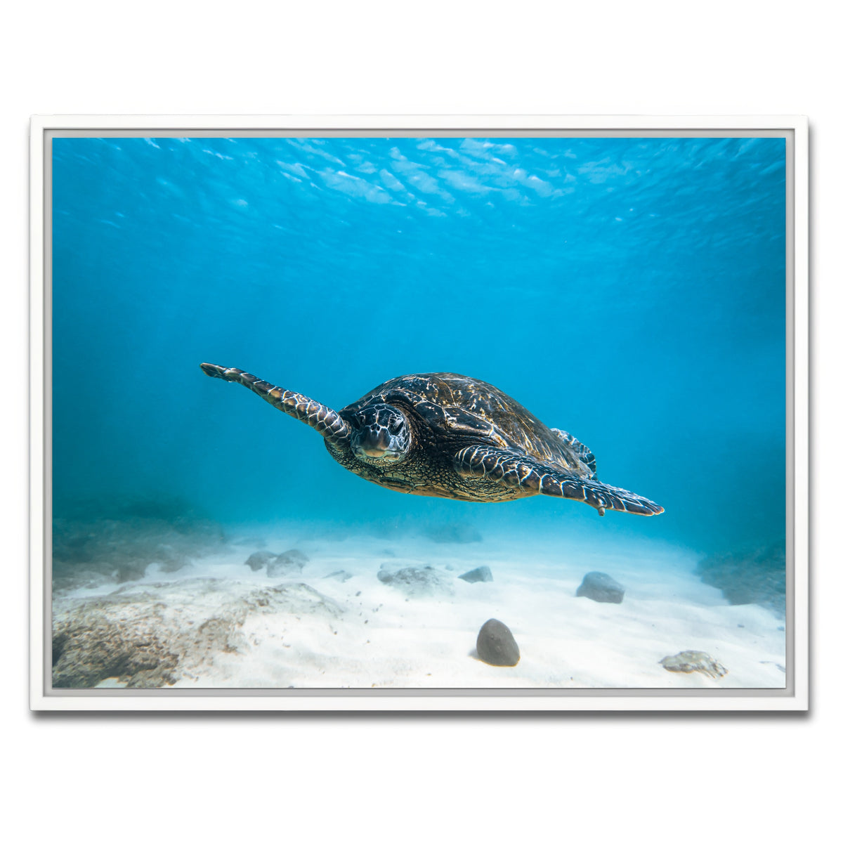 AUTO-MOCKUP WHITE | Blue Turtle | 1 Piece | White Framed Canvas | group=4x3
