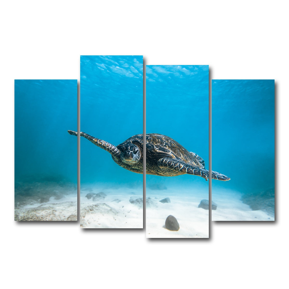 AUTO-MOCKUP WHITE | Blue Turtle | 4 Piece | Gallery Wrap Canvas | group=4_normal