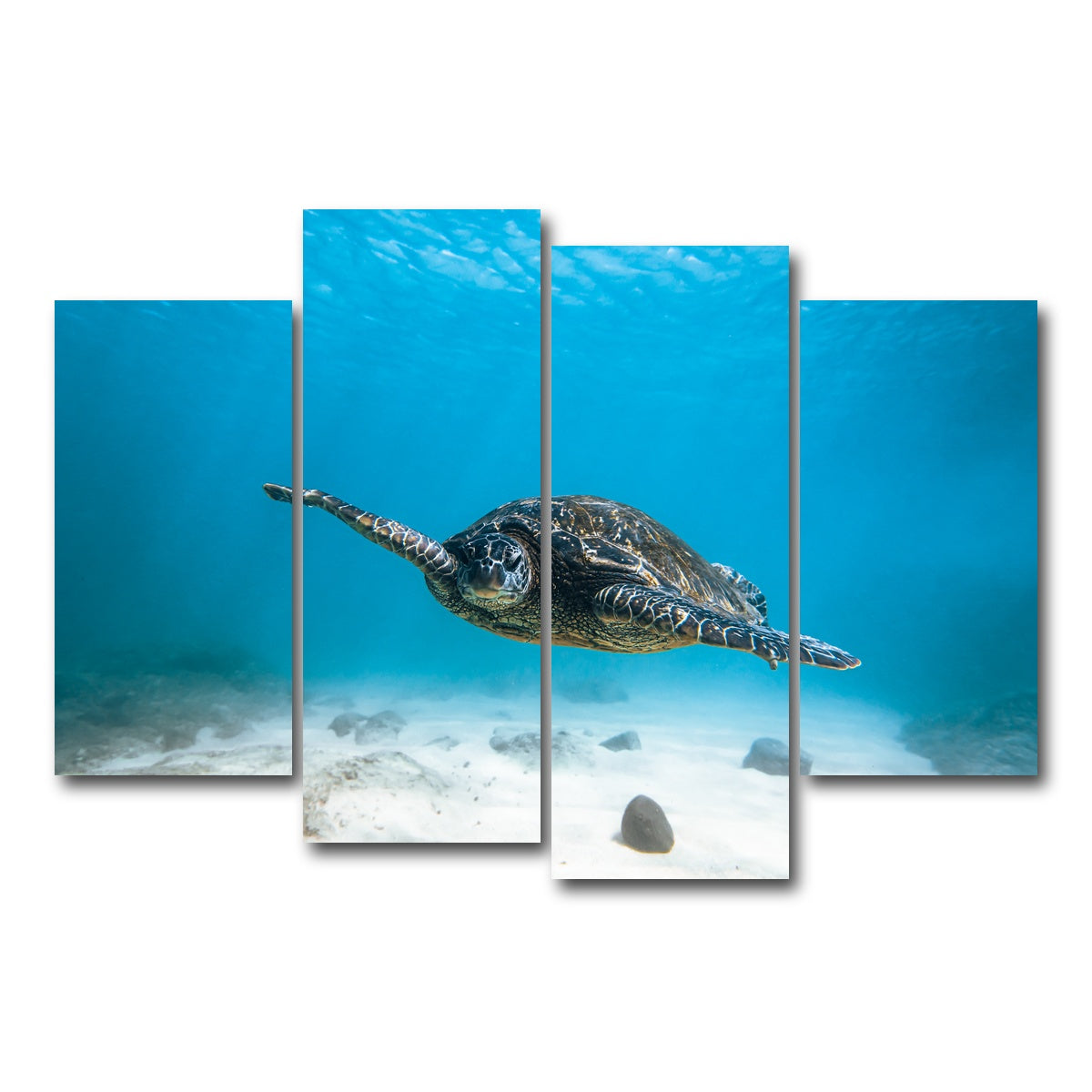 AUTO-MOCKUP WHITE | Blue Turtle | 4 Piece | Gallery Wrap Canvas | group=4_short