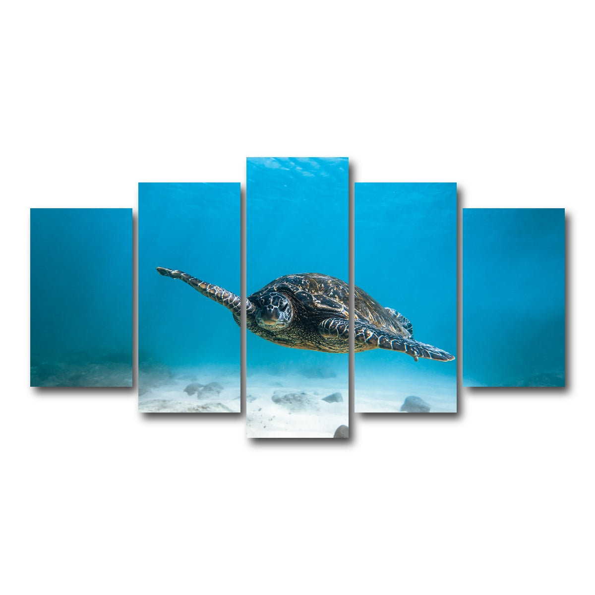 AUTO-MOCKUP WHITE | Blue Turtle | 5 Piece | Gallery Wrap Canvas | group=5_normal