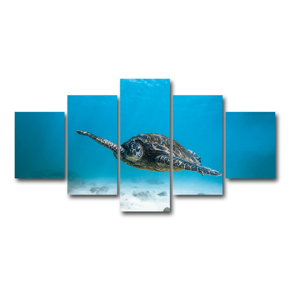 AUTO-MOCKUP WHITE | Blue Turtle | 5 Piece | Gallery Wrap Canvas | group=5_short
