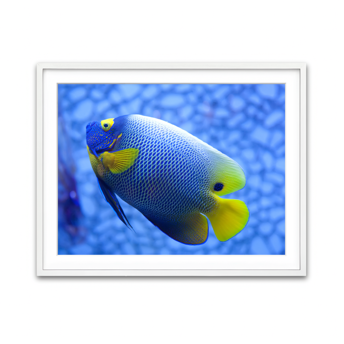 Framed Print 4x3 White