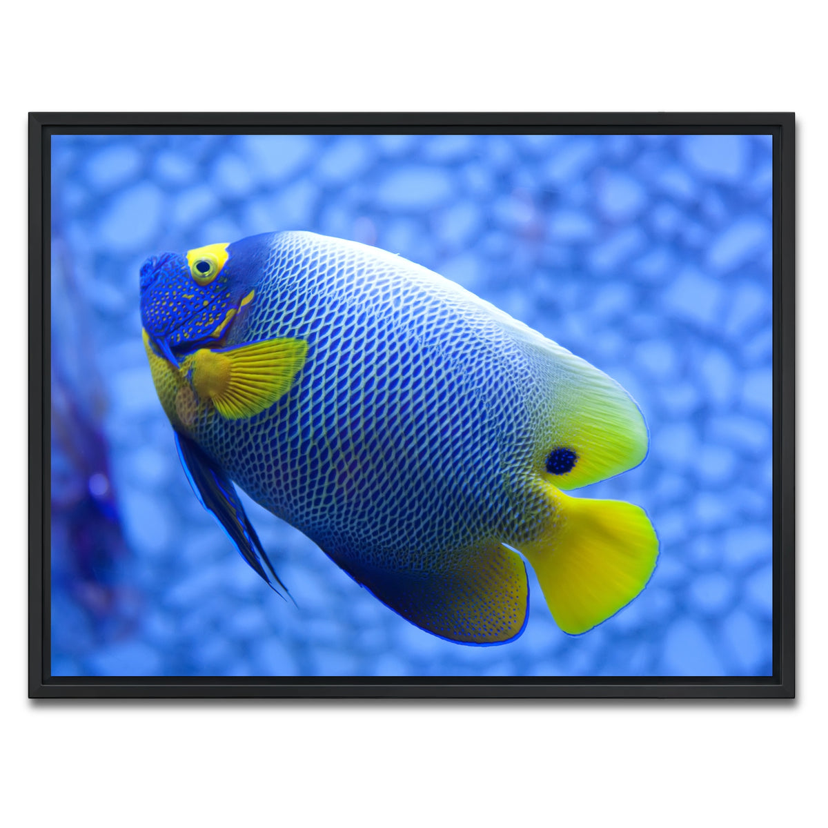 AUTO-MOCKUP WHITE | Blue and yellow tropical fish | 1 Piece | Black Framed Canvas | group=4x3