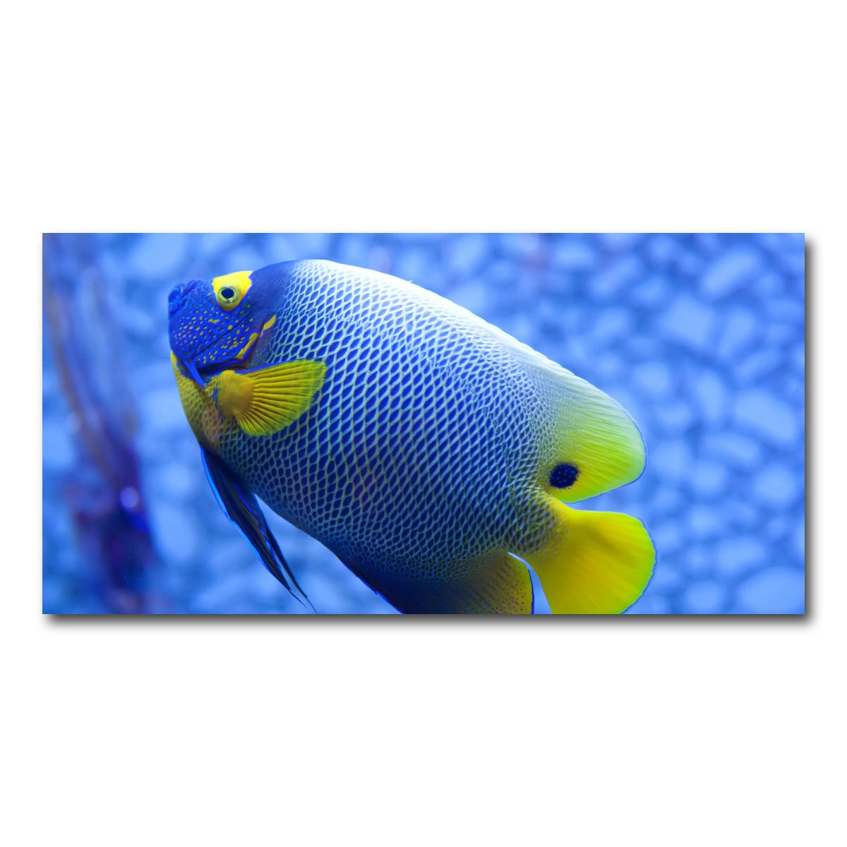 AUTO-MOCKUP WHITE | Blue and yellow tropical fish | 1 Piece | Gallery Wrap Canvas | group=2x1