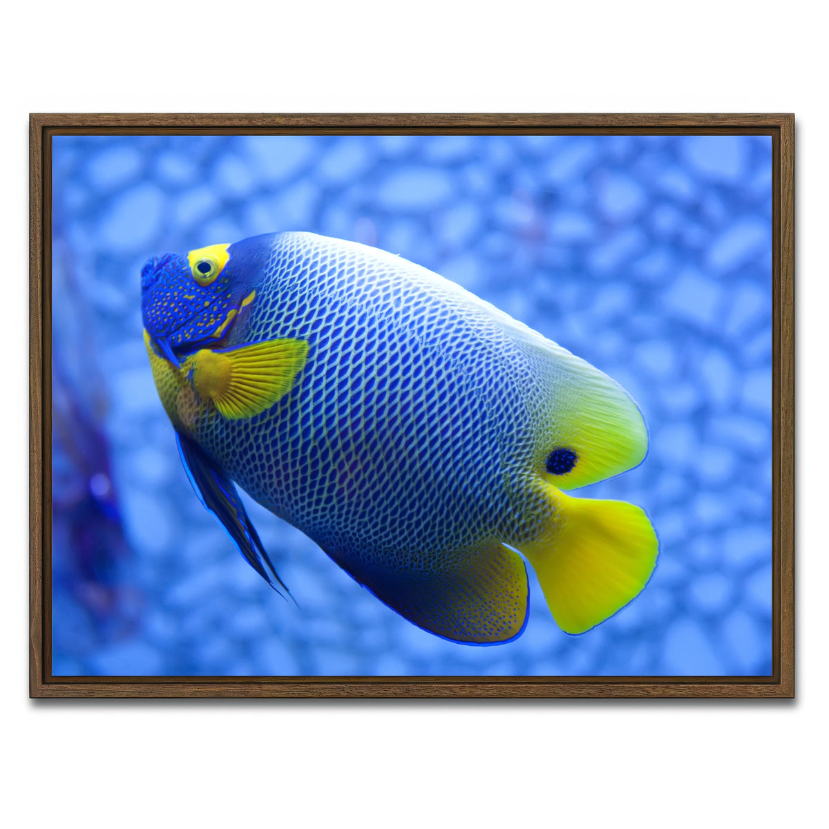 AUTO-MOCKUP WHITE | Blue and yellow tropical fish | 1 Piece | Walnut Framed Canvas | group=4x3