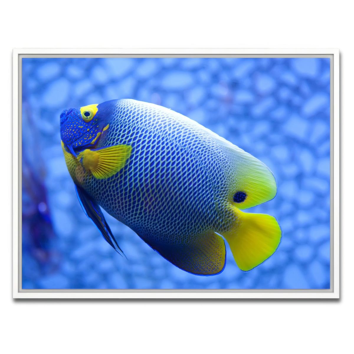 AUTO-MOCKUP WHITE | Blue and yellow tropical fish | 1 Piece | White Framed Canvas | group=4x3