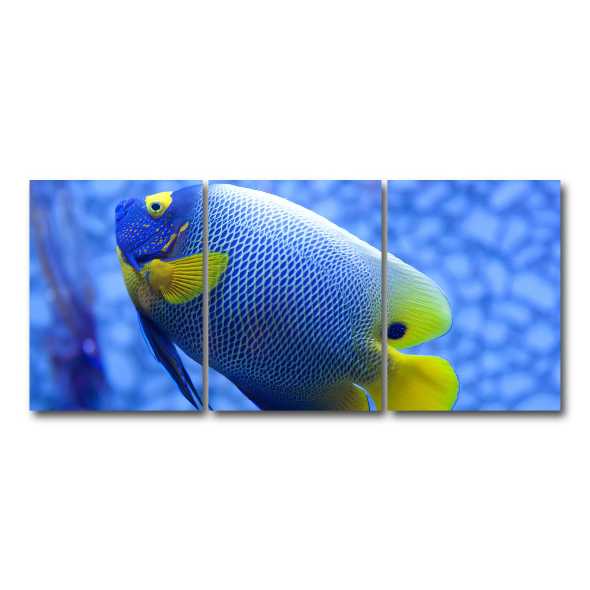 AUTO-MOCKUP WHITE | Blue and yellow tropical fish | 3 Piece | Gallery Wrap Canvas | group=18x24