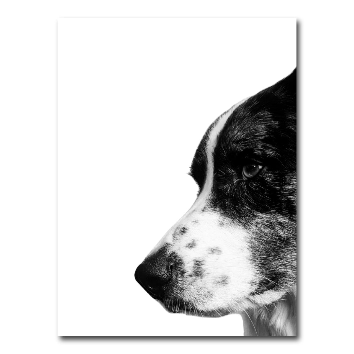 AUTO-MOCKUP WHITE | Border Collie | 1 Piece | Gallery Wrap Canvas | group=3x4