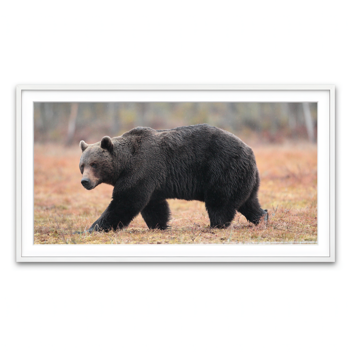 Framed Print 2x1 White