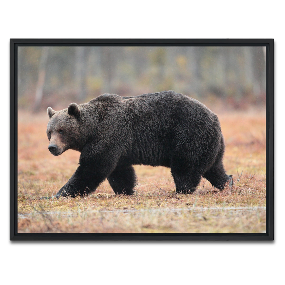 AUTO-MOCKUP WHITE | Brown Bear | 1 Piece | Black Framed Canvas | group=4x3