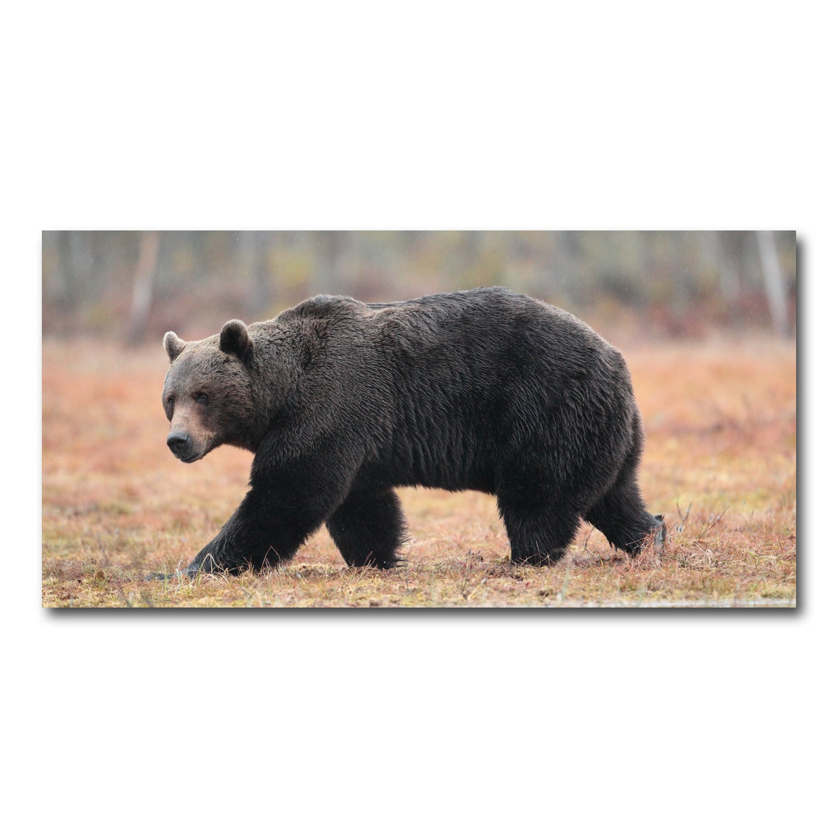 AUTO-MOCKUP WHITE | Brown Bear | 1 Piece | Gallery Wrap Canvas | group=2x1