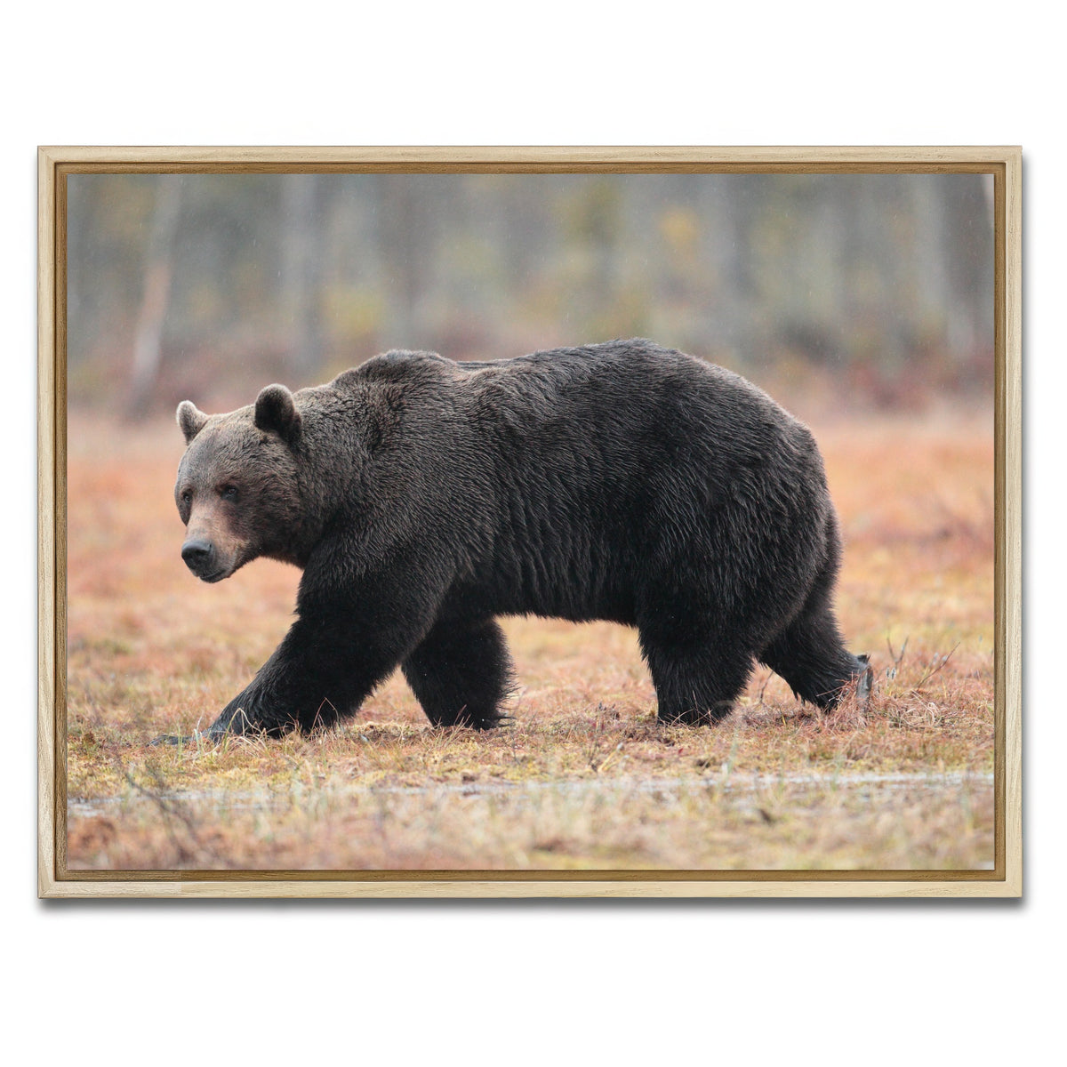 AUTO-MOCKUP WHITE | Brown Bear | 1 Piece | Natural Framed Canvas | group=4x3