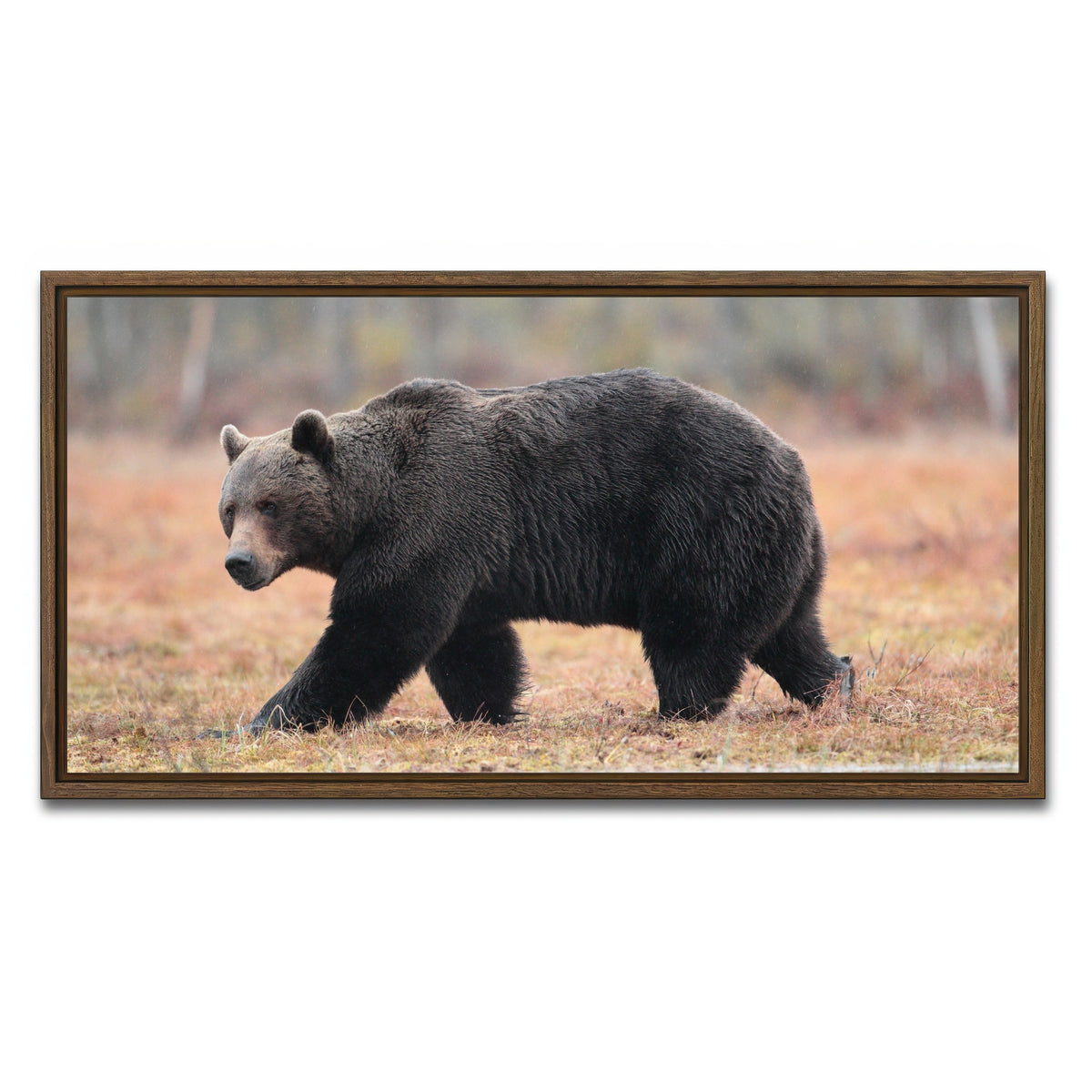 AUTO-MOCKUP WHITE | Brown Bear | 1 Piece | Walnut Framed Canvas | group=2x1