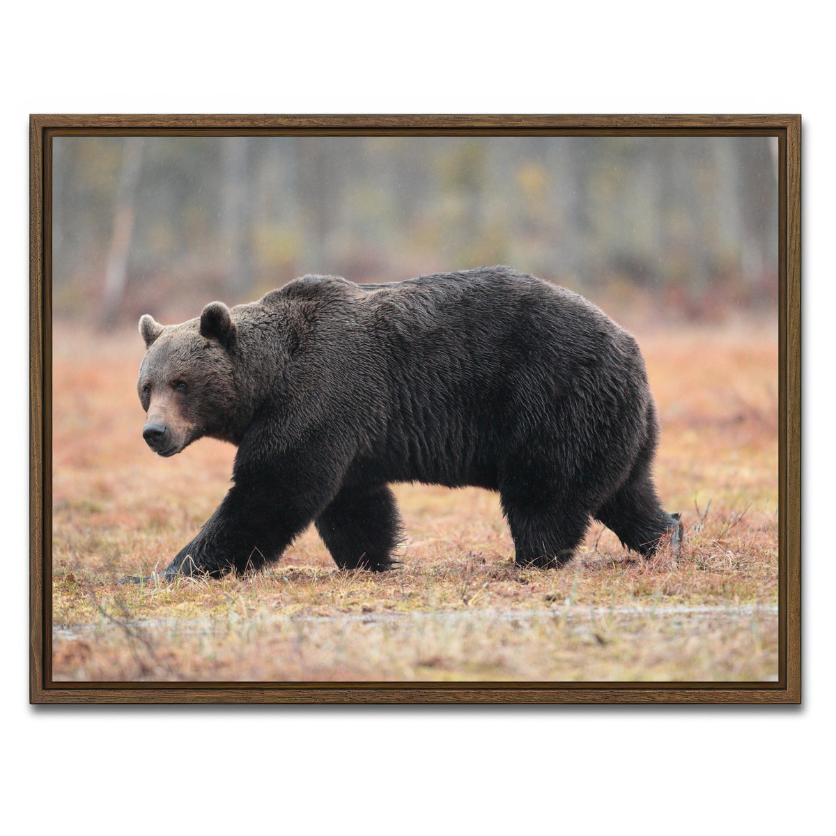 AUTO-MOCKUP WHITE | Brown Bear | 1 Piece | Walnut Framed Canvas | group=4x3