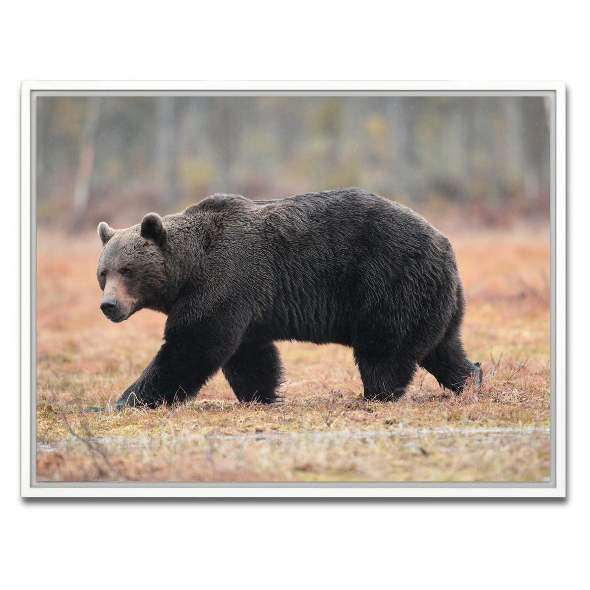 AUTO-MOCKUP WHITE | Brown Bear | 1 Piece | White Framed Canvas | group=4x3