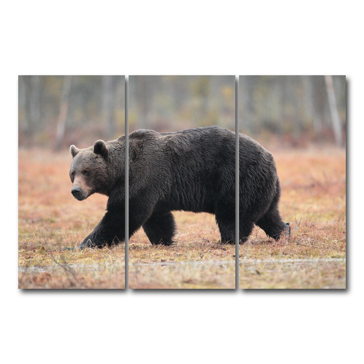 AUTO-MOCKUP WHITE | Brown Bear | 3 Piece | Gallery Wrap Canvas | group=12x24