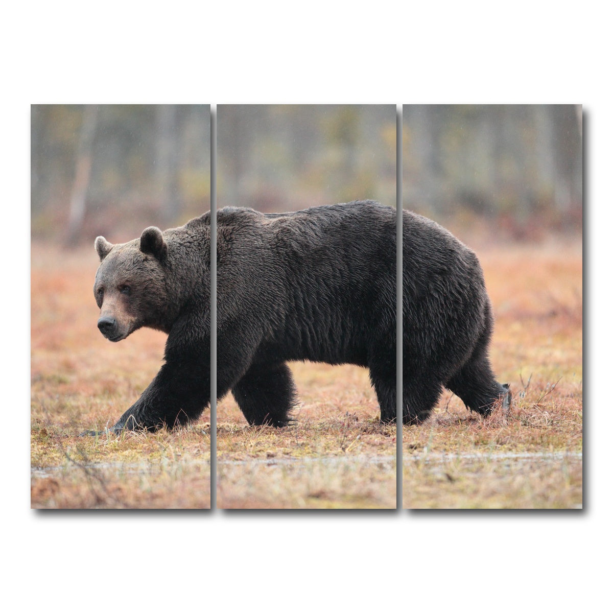 AUTO-MOCKUP WHITE | Brown Bear | 3 Piece | Gallery Wrap Canvas | group=8x18
