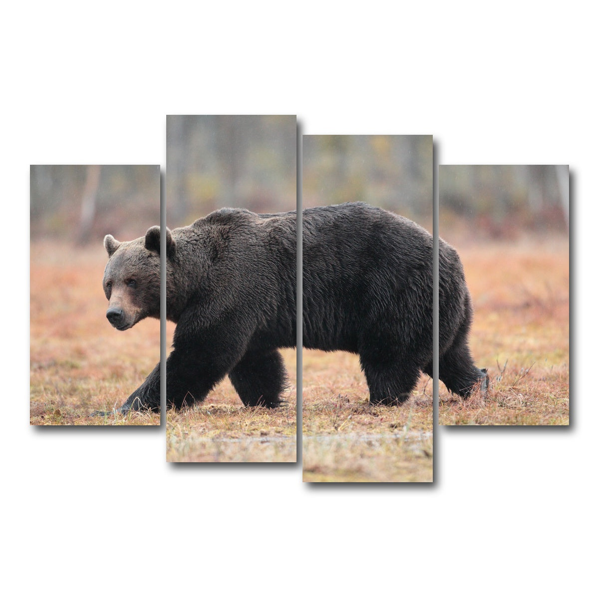 AUTO-MOCKUP WHITE | Brown Bear | 4 Piece | Gallery Wrap Canvas | group=4_short