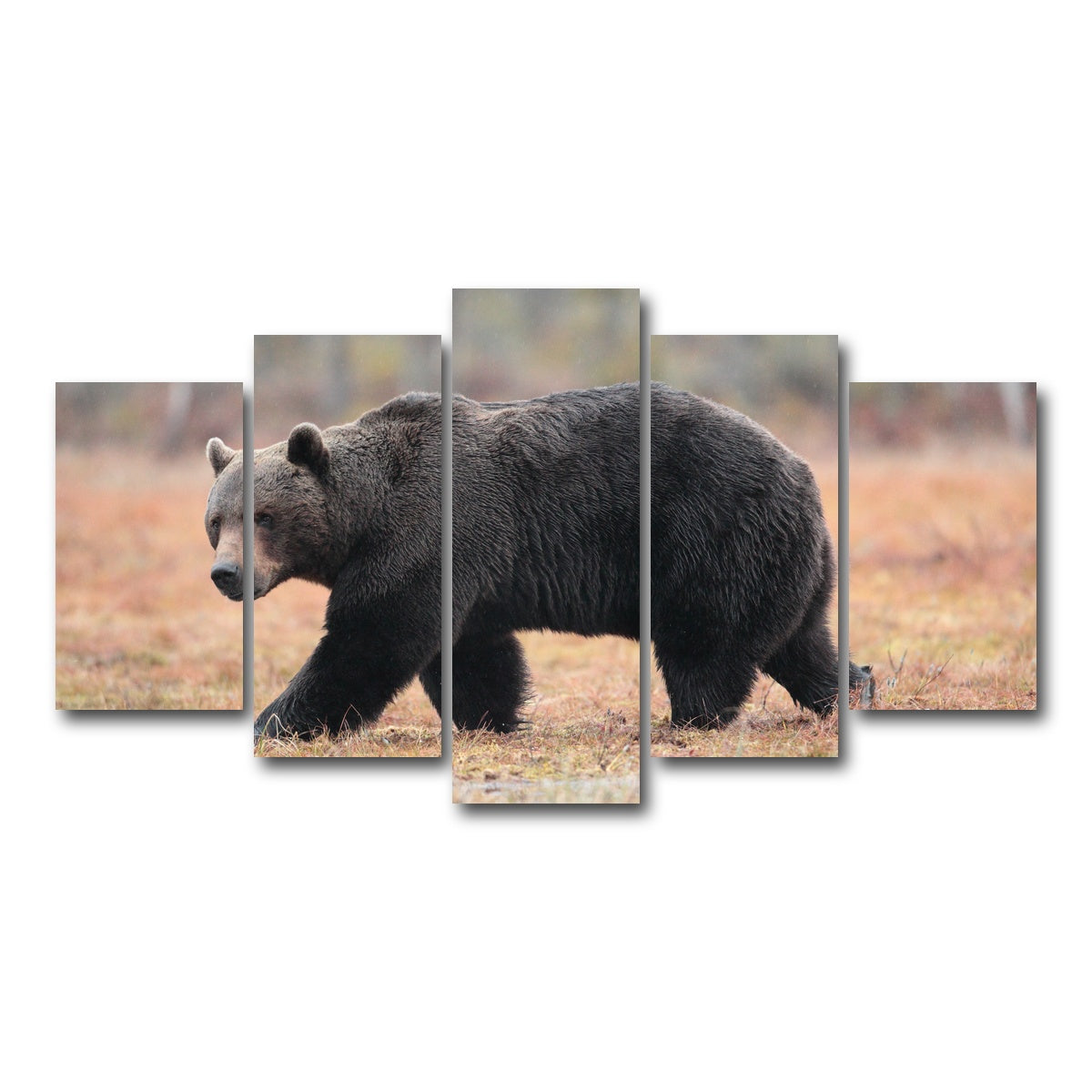 AUTO-MOCKUP WHITE | Brown Bear | 5 Piece | Gallery Wrap Canvas | group=5_normal