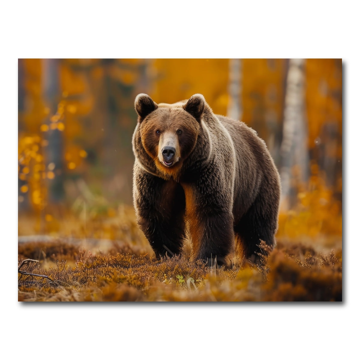 AUTO-MOCKUP WHITE | Brown Bear in Autumn Forest | 1 Piece | Gallery Wrap Canvas | group=4x3