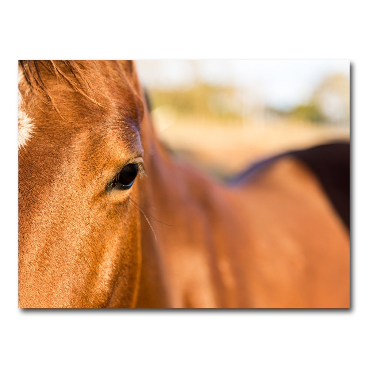 AUTO-MOCKUP WHITE | Brown Quarter Horse | 1 Piece | Gallery Wrap Canvas | group=4x3