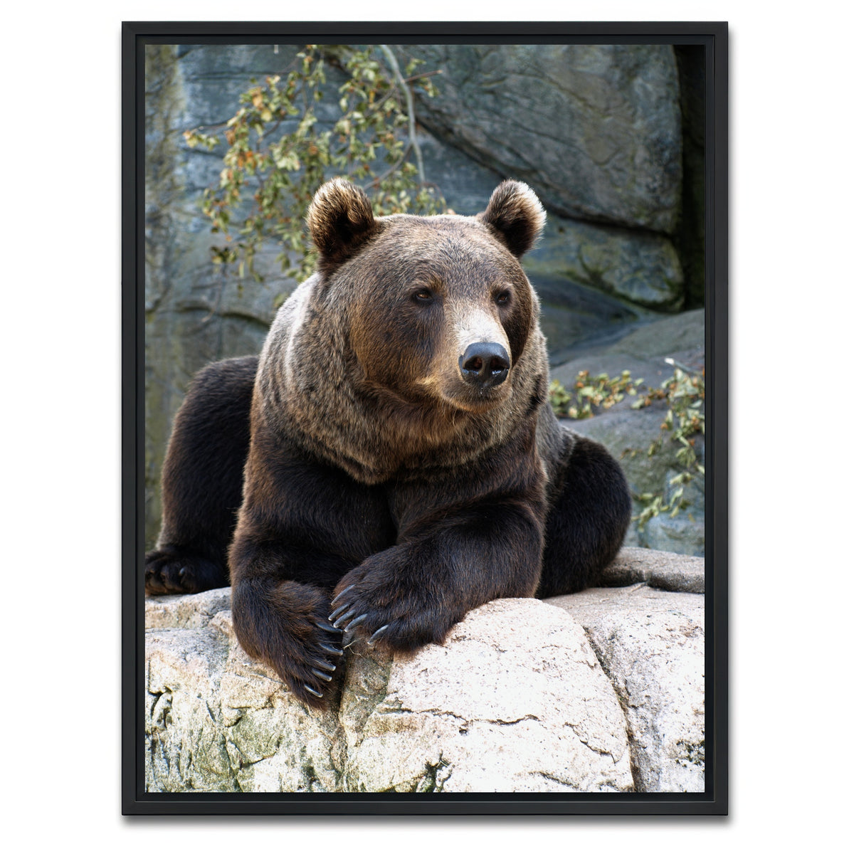 AUTO-MOCKUP WHITE | Brown grizzly bear | 1 Piece | Black Framed Canvas | group=3x4