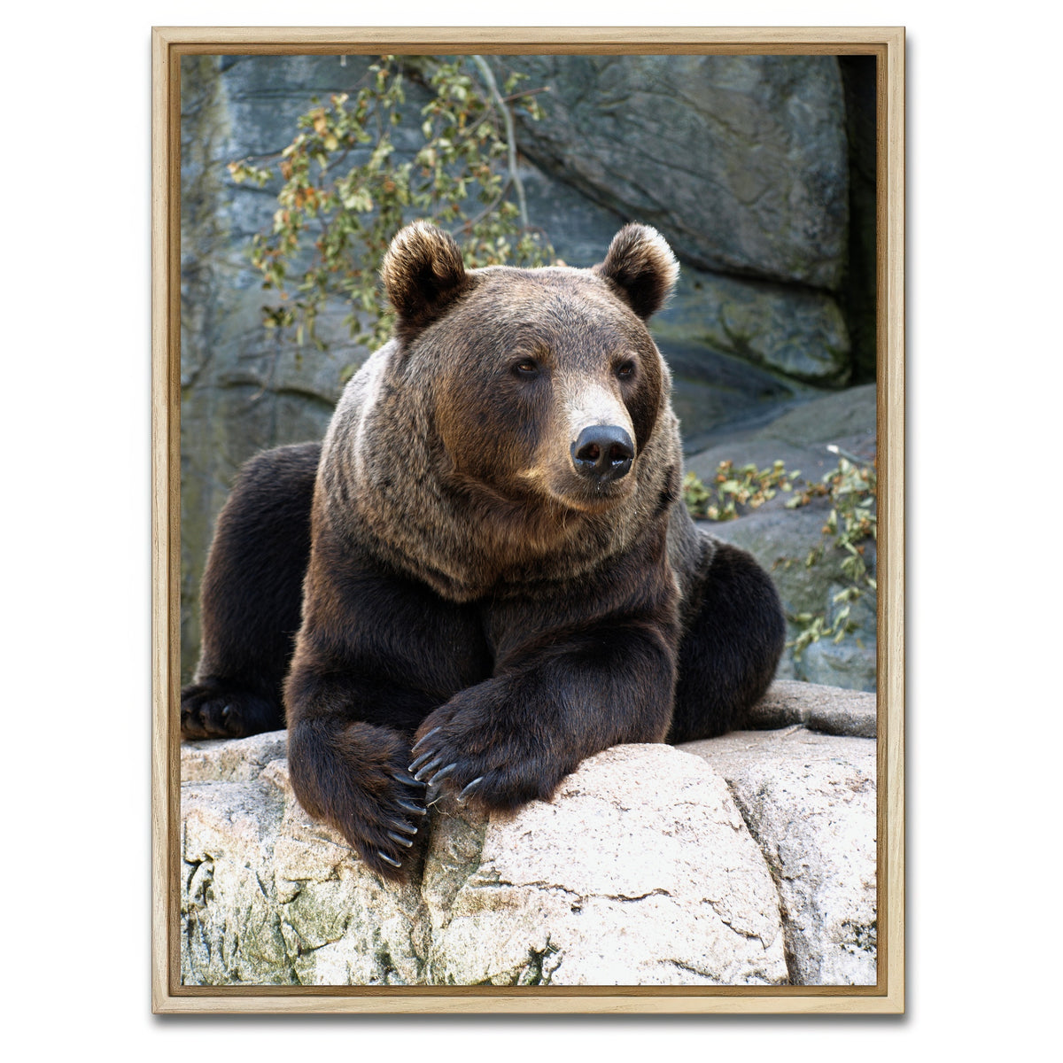 AUTO-MOCKUP WHITE | Brown grizzly bear | 1 Piece | Natural Framed Canvas | group=3x4