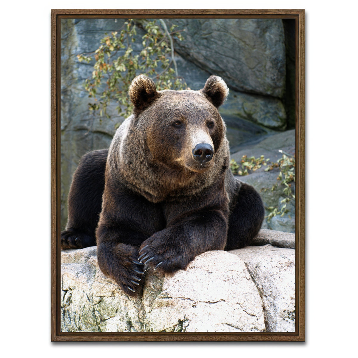 AUTO-MOCKUP WHITE | Brown grizzly bear | 1 Piece | Walnut Framed Canvas | group=3x4