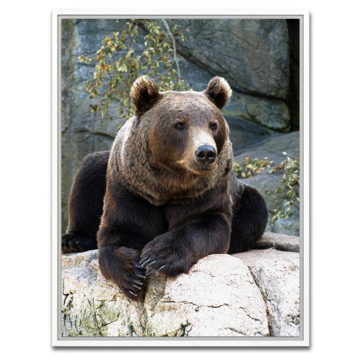 AUTO-MOCKUP WHITE | Brown grizzly bear | 1 Piece | White Framed Canvas | group=3x4