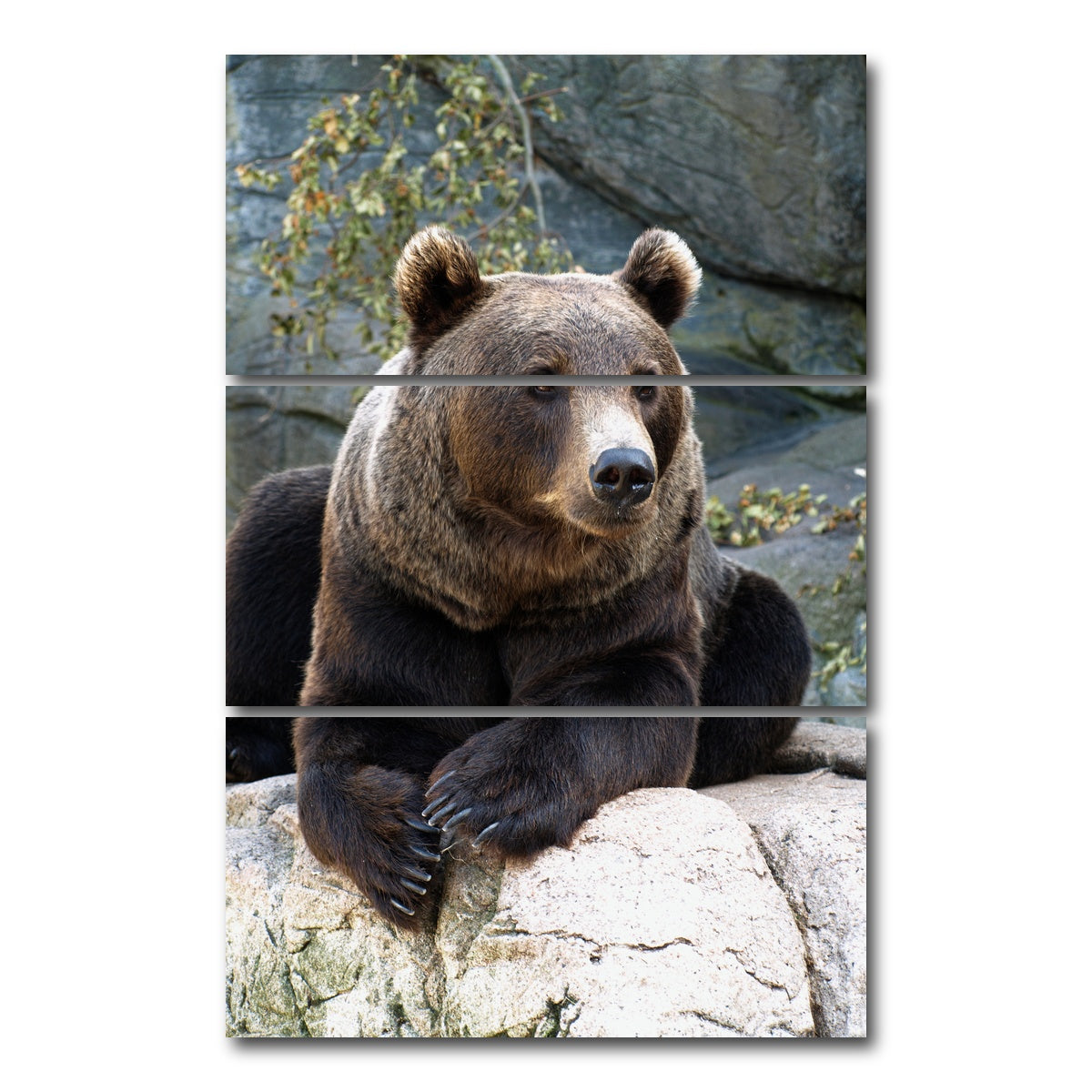 AUTO-MOCKUP WHITE | Brown grizzly bear | 3 Piece | Gallery Wrap Canvas | group=12x24_stacked