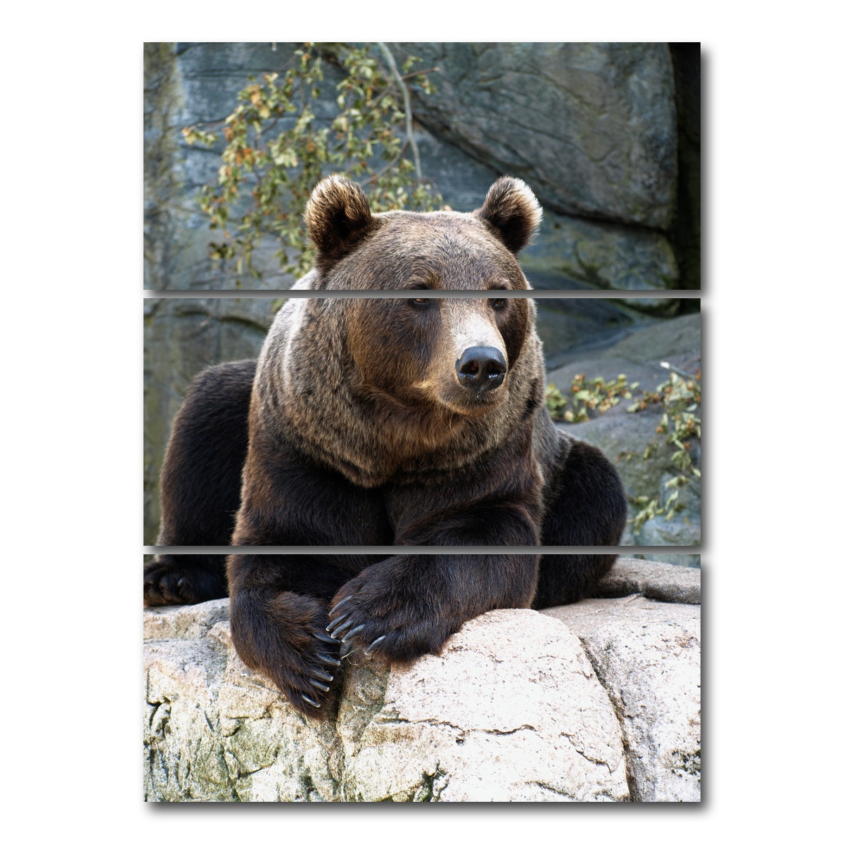 AUTO-MOCKUP WHITE | Brown grizzly bear | 3 Piece | Gallery Wrap Canvas | group=8x18_stacked