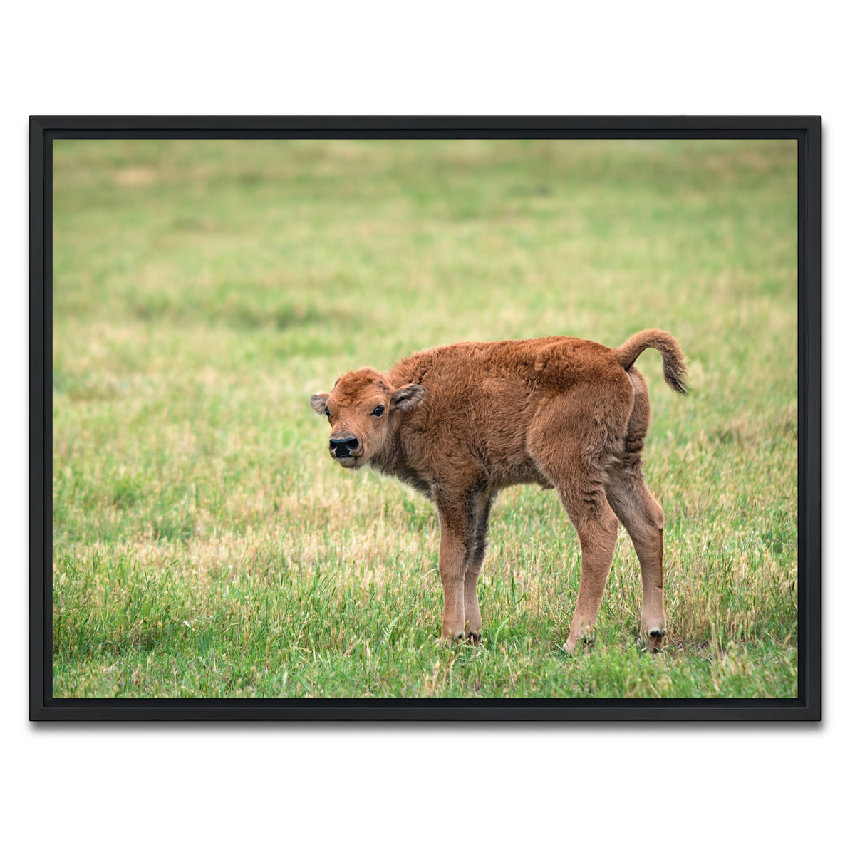 AUTO-MOCKUP WHITE | Buffalo Calf | 1 Piece | Black Framed Canvas | group=4x3