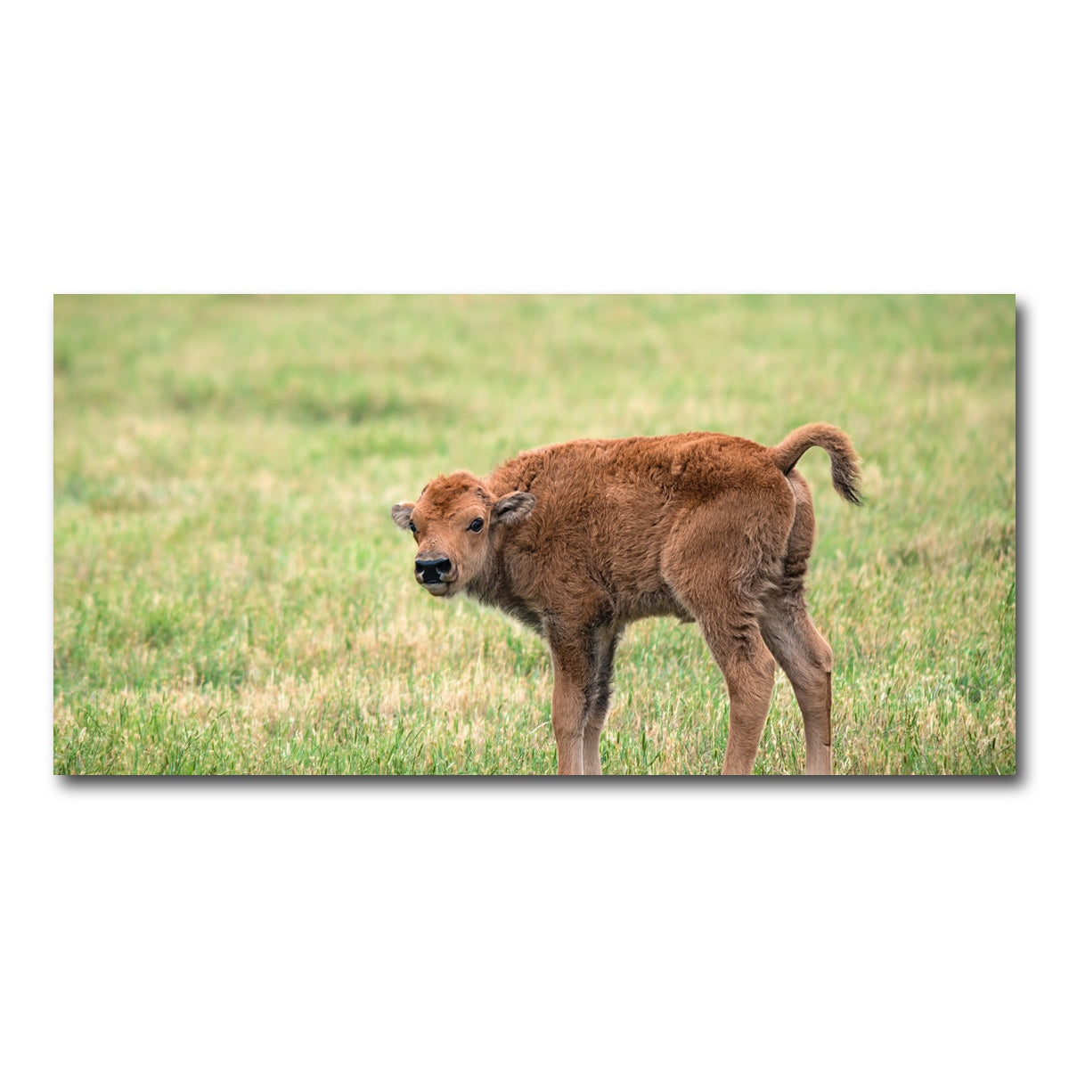 AUTO-MOCKUP WHITE | Buffalo Calf | 1 Piece | Gallery Wrap Canvas | group=2x1