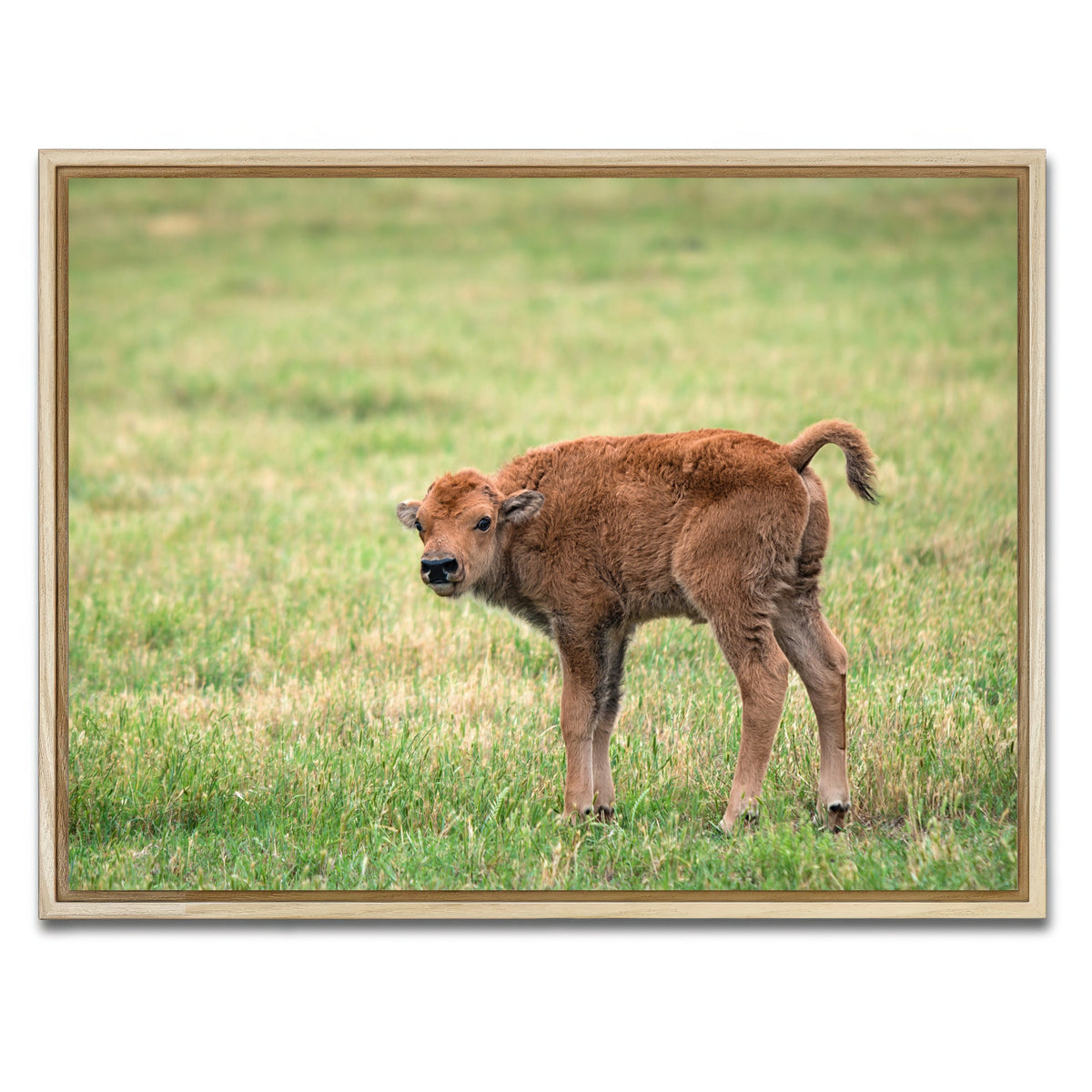AUTO-MOCKUP WHITE | Buffalo Calf | 1 Piece | Natural Framed Canvas | group=4x3