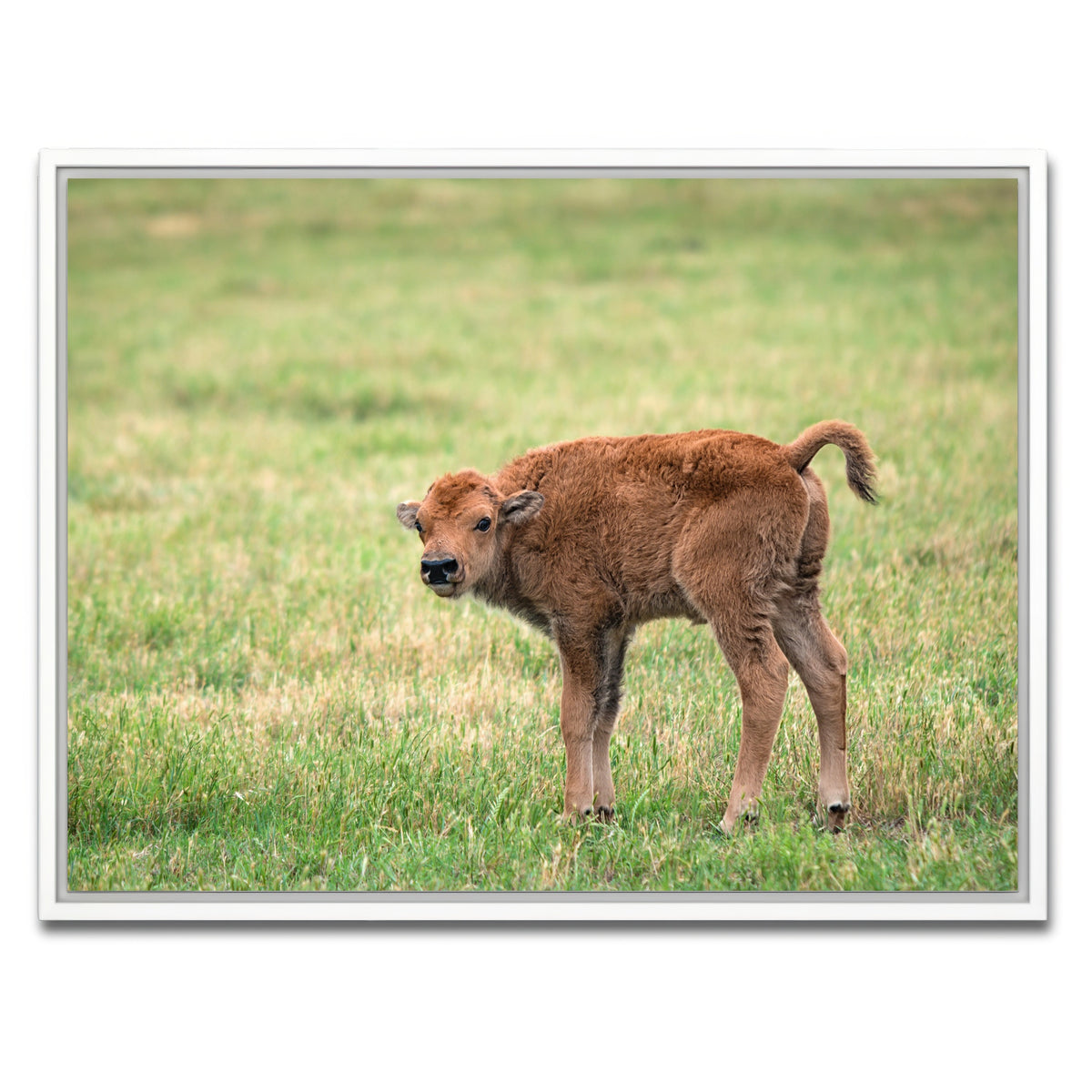 AUTO-MOCKUP WHITE | Buffalo Calf | 1 Piece | White Framed Canvas | group=4x3