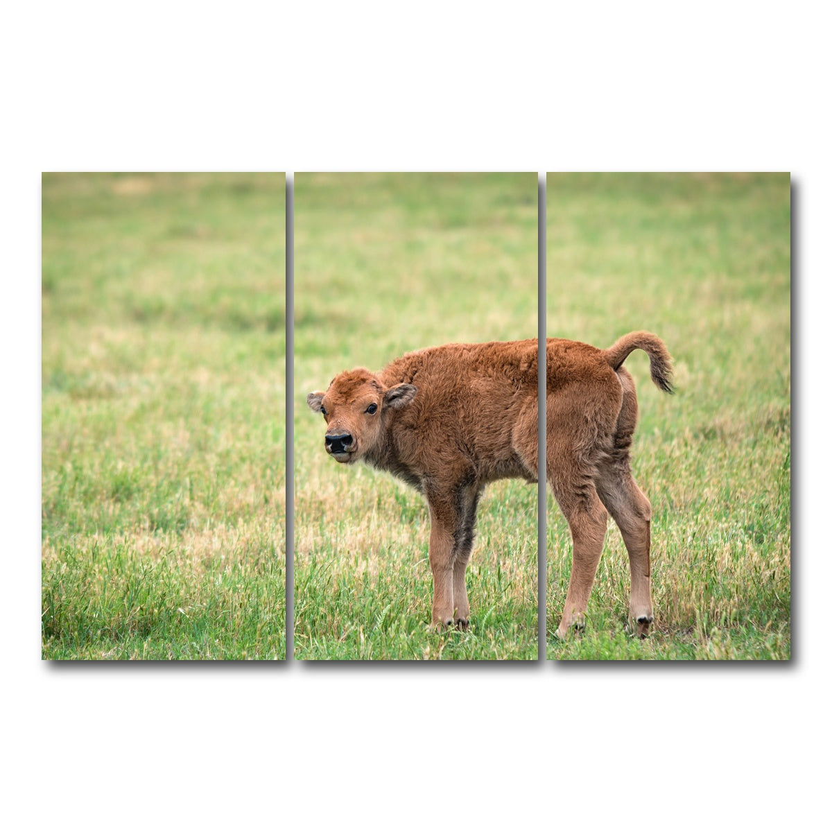 AUTO-MOCKUP WHITE | Buffalo Calf | 3 Piece | Gallery Wrap Canvas | group=12x24